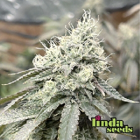 White Widow > Linda Seeds